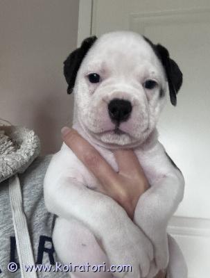 myydään bulldog www.koiratori.com-ilmoitus Amerikan bulldogin ja old English bulldogin koiranpentuja varattavissa vastuullisiin koteihin. Pennut ovat syntyneet suomessa 27.4.2026 ja ovat luovutusikäisiä 21.6.2026 alkaen, pentujen ollessa 8 viikon ikäisiä.pentujen vanhemmat ovat hyväluonteisia kotikoiria ja molemmat vanhemmat ovat nähtävillä. Vanhemmat on eläinlääkärin perustarkastuksessa todettu terveiksi.pennut madotetaan säännöllisesti 2 viikon välein ennen luovutusta. Pennut luovutetaan eläinlääkärin tarkastamina, sirutettuina.pennut rokotetaan eläinlääkärin suositusten mukaisesti ennen luovutusta. Uusi omistaja huolehtii jatkorokotuksista eläinlääkärin ohjeiden mukaisesti.pentujen hinta on 1250 €, josta 250 € varausmaksu. Varausmaksu vähennetään loppusummasta. Varausmaksua ei palauteta ostajan peruessa kaupat.pennut kasvavat kotiympäristössä ja tottuvat arjen ääniin sekä ihmisten käsittelyyn.kerro yhteydenotossa millainen koti sinulla olisi tarjota.