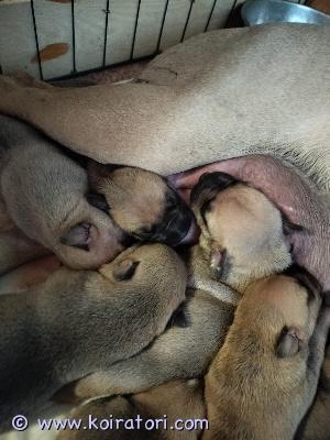 myydään amstaffimixpennut www.koiratori.com-ilmoitus Varattavissa pentuja23.5 syntyi 10 pentua, tyttöjä ja poikia, molempia on. emo on rodultaan amstaffi/pitbull ja isä on amstaffi/rotikkapentuja voi tulla sovitusti katsomaan myös ennen varsinaista luovutusta.tällä hetkellä pennuilla alkanut silmät aukeamaan ja kovasti koittavat haparoida eteenpäin. emo on oma koira ja myös nähtävissä, on luonteeltaan todella kiltti kaikkia kohtaan. luovutus aikaisintaan 18.7luovutetaan eläinlääkärin tarkastamana, sirutettuna ja useasti madotettuna.pennut sijaitsee pohjois-savossa (kuopion keskustasta vajaan tunnin matkan päässä)pennun hinta on 1200€ varausmaksu on 300€ joka vähennetään kokonais hinnasta eli luovutus päivänä maksu on 900€(varausrahaa ei palauteta jos ostaja itse peruu pennun oston)kerro hieman itsestäsi, millaiseen kotiin pentu pääsisi ja millaista kokemusta löytyy koirista. 