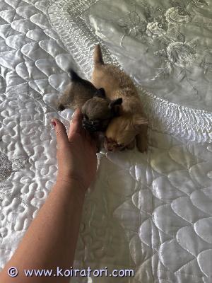 myydään chihuahua www.koiratori.com-ilmoitus Peruutuksen vuoksi tyttö ja poikapentu vapaana vailla rakastavaa kotia; pentujen isä pitkäkarvainen ja emä lyhytkarvainen.luovutetaan 11.06. Alkaen jolloinka 8-viikkoisia, pentueessa kaksi tyttöä ja yksi poika.pennut ovat kasvaneet perheen parissa, ovat tottuneet kodinääniin ja ovat myös päivittäin käsiteltyjä.mukaan pieni pentupaketti jossa mm; tuttua ruokaa.pennut luovutetaan madotettuina eläinlääkärin tarkistamina ja sirutettuina.kerrothan minkälainen koti olisi tarjolla.ei osamaksu mahdollisuutta.