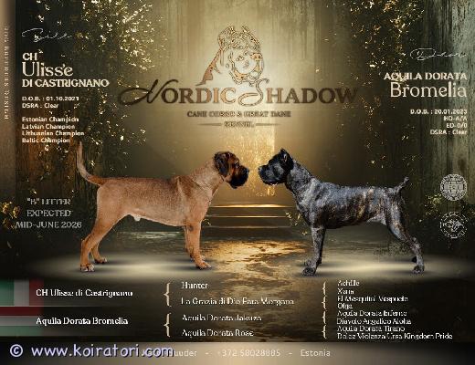 myydään cane corso www.koiratori.com-ilmoitus Italian corso -pentujen varaukset avoinnakennel NordicShadows on lähipäivinä syntymässä italian corso -pentue. Pentujen odotetaan syntyvän kesäkuun puolivälissä 2026 ja otamme jo nyt vastaan alustavia varauksia.pentujen luovutus tapahtuu elokuussa 2026.luovutushetkellä pennut ovat:eläinlääkärin tarkastamia;saaneet ikänsä mukaiset loishäädöt;mikrosirutettuja;varustettu eu-lemmikkieläinpassilla;rekisteröity fci:n/ekl:n sukutauluilla.jokainen pentu saa kasvattajalta mukaansa:ruokapaketin;lelun;ensimmäisen pedin tai peiton;ohjeet pennun kasvatukseen;kasvattajan jatkuvan tuen koiran kasvatuksessa.jos kiinnostuksesi pennun hankintaan on vakava ja harkittu, ja olet valmis tarjoamaan pennulle rakastavan, turvallisen ja vastuullisen kodin, ota rohkeasti yhteyttä. Kerromme mielellämme lisää pentueesta, vanhemmista sekä rodusta.pentujen synnyttyä toivotamme vakavasti kiinnostuneet tervetulleiksi tutustumaan pentuihin ja niiden emään kennelille.palvelu suomeksi, viroksi ja englanniksi.pyydämme yhteydenottoja vain vakavassa hankinta-aikeessa olevilta.kennel nordicshadow ????