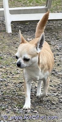 MYYDääN chihuahua www.koiratori.com-ilmoitus Etsinässä aikuiselle nartulle kotia.syntynyt16.6.21 eläinlääkärin terveystarkastettu,sirutettu,rokotettu.mielummin maalta tai omakotitalosta jossa olisi piha missä juoksennella sopii hyvin lemmikiksi kainaloon, lenkille ja kaveriksi yksinäiselle tai koira kaverin kaveriksi, lukee hyvin omistajaansa. Tottunut toisiin pieniin koiriin . Sisäsiisti. Kerrothan itsestäsi ja millaisen kodin tarjota. Ei osamaksu mahdollista.