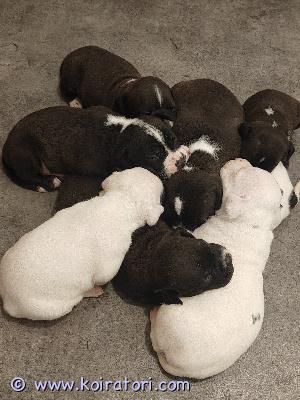 myydään bullymix www.koiratori.com-ilmoitus Myynnissä amerikan bully/pitbull sekoitus -koiranpentuja!etsitkö uutta perheenjäsentä? nyt varattavissa 7 upeaa pitbullmix-pentua, joista 2 narttua ja 5 urosta. Pennut syntyivät suomessa 22.5.2026 ja kasvavat turvallisessa sekä rakastavassa ympäristössä. Tottuen kodin ääniin ja lapsiin!pennuista kasvaa n.30kg. Keskikokoisia koiria.eläinlääkärin tarkastus ja sirutus hoidetaan ennen luovutusta!pennut madotetaan säännöllisesti 2, 4 ja 6 viikon iässä. Ne luovutetaan uusille kodeille 7-8 viikon ikäisinä(10.7), eli  täysin terveystarkastettuina ja madotettuina. Ensimmäisestä rokotuksesta (12 viikon iässä) vastaa uusi omistaja.**hinta**: 1250 €, josta peritään 250 € varausmaksu. Varausmaksu vähennetään kokonaishinnasta, mutta mikäli kauppa perutaan ostajan toimesta, varausmaksua ei palauteta.jos etsit ihanaa sohvaperunaa ja haluat tarjota rakastavan ja pysyvän kodin yhdelle näistä ihanista pennuista, otathan yhteyttä pian!