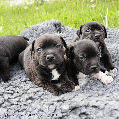 myydään staffordshirenbullterrieri www.koiratori.com-ilmoitus STAFFORDSHIRENBULLTERRIERIN PENTUJA VARATTAVISSAEtsitkö uskollista, iloista ja rakastavaa perheenjäsentä? Meillä on vielä vapaana ihania Staffordshirenbullterrierin pentuja.Pennut ovat syntyneet Suomessa 12.5.2026.Vapaana:- 2 narttupentua- 2 urospentuaLuovutus alkaen 30.6.2026.Pentujen vanhemmat ovat rekisteröityjä Suomen Kennelliittoon. Sekä emä että isä ovat luonteeltaan erittäin ystävällisiä, rohkeita, tasapainoisia ja ihmisrakkaita koiria. Molemmat vanhemmat ovat terveitä eikä niillä ole tiedossa perinnöllisiä sairauksia.Pennut kasvavat kodissamme osana perhettämme yhdessä muiden eläintemme kanssa. Ne tottuvat päivittäiseen elämään, erilaisiin ääniin, ihmisiin ja muihin eläimiin. Sisäsiisteyden alkeita harjoitellaan jo varhaisesta iästä lähtien.Luovutettaessa pennut ovat:- Rekisteröity Suomen Kennelliittoon- Mikrosirutettuja- Eläinlääkärin tarkastamia- Useaan kertaan madotettuja- Virallisen sukutaulun mukana- Mukana pentupaketti hyvää alkua varten uudessa kodissaPennun varaamiseksi peritään varausmaksu, joka vähennetään kauppahinnan loppusummasta luovutuksen yhteydessä.Etsimme pennuille rakastavia ja vastuullisia koteja, joissa ne saavat olla täysivaltaisia perheenjäseniä koko elämänsä ajan.Ota rohkeasti yhteyttä saadaksesi lisätietoja, kuvia tai sukutaulutiedot.