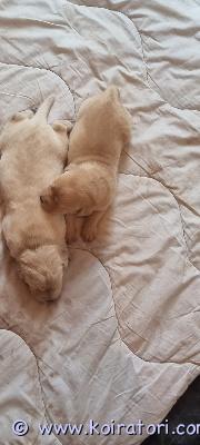 myydään labradorinnoutaja www.koiratori.com-ilmoitus Suloiset labradorinnoutajan pennut etsivät loppu elämän  koteja. pennut ovat syntyneet suomessa 01.6.2026 , pennut luovutetaan 8 viikon ikäisinä ja  luovutuspäivämäärä 26.7.2026 alkaen. pennut ovat eläinlääkärintarkastamia. Madotettu asijan mukaisestiuuden omistajan tulee huolehtia ensirokotus kun pennulle tulee ikää 12 viikkoa. pennut kasvavat kotiympäristössä tottuen arjen ääniin ja käsittelyyn.ottaessasi yhteyttä kerro hieman itsestäsi ja millainen koti  sinulla olisi tarjota ihanalle uudelle perheenjäsenelle.  ota rohkeasti yhteyttä. kasvattaja kasmir. Puh. 0442485379 