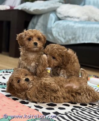 myydään maltipoo www.koiratori.com-ilmoitus Kaksi pientä maltipoo-pentua etsii kotia. Ota yhteyttä saadaksesi lisätietoja. Uros ja naaras saatavilla.