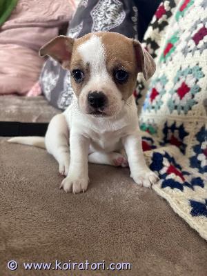 myydään kääpiömix www.koiratori.com-ilmoitus Myydään pienet seurakoiran pennut hyviin koteihin. Myös yksi urospentu. Emä kääpiövillakoira/ranskanbulldoggi. Isä chihuahua.syntyneet 30.4.2026 ja ovat luovutusikäisiä 17.6.2026 alkaen. Eläinlääkäri tarkistaa ja siruttaa. Näistä todistus mukaan. Madotettu säännöllisesti. Tottuneet kodin normaaleihin ääniin ja kissaan.  Ulkoilevat päivittäin. Varausmaksu 300€, joka vähennetään loppusummasta. Varausmaksua ei palauteta, jos ostaja peruu kaupan. Ei osamaksua.kerro millaiseen kotiin koira olisi tulossa. Liminka. 