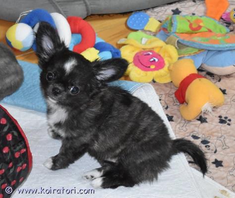 myydään chihuahua www.koiratori.com-ilmoitus Kaunis pitkäkarvainen naaraspuolinen chihuahua-pentu, jolla on harvinainen tiikerinväritys, syntynyt 10. Maaliskuuta 2026. Sillä on ystävällinen ja leikkisä luonne ja oikea purenta. Se on rekisteröity viron kennelliittoon ja sillä on rotutodistus, eu-passi, mikrosiru ja rokotukset.