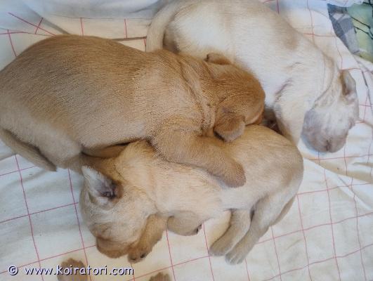 myydään doodle www.koiratori.com-ilmoitus 29.5 syntynyt pentue (3u ja 3 n) etsii omia kotejaan. Pentujen emä on labradorinnoutaja ja isä labradoodle. Pennuille näyttää kasvavan labradorin turkki. Pennuista odotetaan kasvavan keskikokoisia, aikuispaino n 20-25 kg. Pentujen vanhemmat terveitä lonkka ja kyynärkuvattuja ystävällisiä perhekoiria. Pennut kasvavat perheen keskellä tottuen myös toisiin koiriin. Pennut madotetaan asianmukaisesti ja eläinlääkäri tarkastaa ja siruttaa ne ennen luovutusta . Pennun mukaan saa pienen pentupaketin. Pentuihin ja emään pitää tulla tutustumaan ennen luovutusta. Asumme parkanossa. Varaus maksu pennusta 200 joka vähennetään loppusummasta.