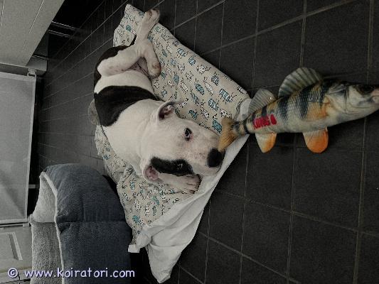 myydään staffordshirebullterrier www.koiratori.com-ilmoitus Raskaalla sydämellä olemme joutuneet toteamaan, että ihana staffordshire bullterrier - pentumme vaatii enemmän aikaa ja energiaa kun mitä lapsiperheemme elämäntilanne juuri nyt sallii. Etsimme siksi sitoutunutta ja loppuelämän kotia koiranpennullemme.pentu on syntynyt 13.03.2026 ja on nyt 13 viikkoa vanha, eli se on täysin luovutusikäinen. pentu on tottunut lapsiperhe-elämään, rakastaa tutustua toisiin koiriin ja ihmisiin. On sisäsiisti, nukkuu läpi yön ja on tottunut matkustaa autossa takakontissa. pennun tiedot ja terveys:- terveys: eläinlääkärin tarkistama ilman huomautuksia, sirutettu (9.4.2026) ja säännöllisesti madotettu (2,4,6,8,10,12 viikon iässä). Saanut punkkilääke suun kautta kahteen otteeseen. - rokotukset: on saanut ensimmäisen penturokotuksensa 12 viikkoisena (5.6.2026). Seuraava rokotus (16-viikkoisrokotus) jää uuden omistajan vastuulle.- dokumentit: kaikki rekisteripaperit, eläinlääkäritodistus ja kirjalliset hoito-ohjeet tulevat luonnollisesti mukaan. Haltijavaihto tehdään luovutuksen yhteydessä.- koiran tavarat: mukaan tulee koiran lelut, pennun ruokaa iso säkki, herkut, pedit ja älypelit.meille on erittäin tärkeää, millaiseen kotiin pentu päätyy. Kerrothan viestissä, millaisen kodin voisit tarjota. Hinta 1800 euroa.myyjä:henrietta french-buddas