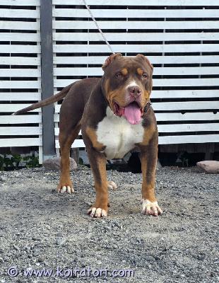 myydään americanbully www.koiratori.com-ilmoitus Americanbully xl uros etsii rakastavaa loppuelämän kotia(itsestään riippumattomasta syystä)upea ja hyväluonteinen nuori uros.eläinlääkärin tarkastama, sirutettu, rokotettu, madotettu ja rekisteröityluonteeltaan kiltti, rauhallinen ja erittäin ihmisläheinen “lempeä jätti”. tottunut lapsiin ja tulee toimeen muiden koirien kanssa.kerrothan viestissäsi millainen koti sinulla olisi tarjota sekä aiemmasta koirakokemuksestasi.lisätietoja ja kuvia kysymällä
