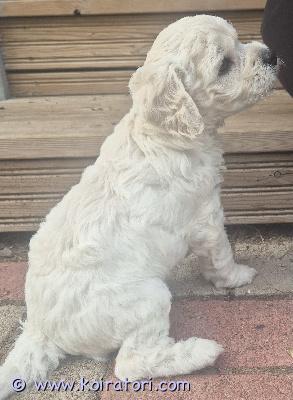 myydään Cavapoo  www.koiratori.com-ilmoitus Suloinen cavapootyttö luovutusiässä 28.6. alkaen. Pentu on syntynyt 10.5.26 suomessa ja suomalaisista terveistä vanhemmista. Luovutetaan eläinlääkärin tarkastamana, madotettuna ja sirutettuna. Pennun isä on puhdas kääpiövillakoira (5kg) ja emä 5/8 cavalier, 3/8 kääpiövillakoira (8kg). Pentu on tottunut käsittelyyn ja kaikenikäisiin lapsiin. Lisää kuvia ja videoita mahdollista lähettää whatsappiin. Tiedustelut ensin sähköpostilla. Kerrothan viestissä millaiseen kotiin pentua etsit.Ei osamaksua. Varausraha 10% myyntihinnasta. Asumme Oulun lähellä.Tuonti mahdollista. 