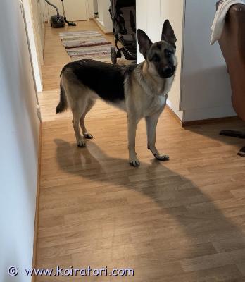 myydään sekarotuinen www.koiratori.com-ilmoitus Rymy koira etsii uutta kotia ajanpuutteen sekä äkillisesti muuttuneen elämäntilanteen vuoksi. iältään rymy on1v ja 2kk. Rotuina on 3/4 saksanpaimenkoira ja 1/4 malinois.asunut pennusta saakka kerrostalossa ja lapsiperheessä eli on tottunut pieniin lapsiin sekä kerrostalon ääniin.luonteeltaan rymy on leikkisä, energinen sekä innokas oppimaan uusia asioita. Perhettä suojelee ja vahtii.hihnakäyttäytyminen sekä innokuudesta johtuva hyppiminen ihmisiä vastaan vaatii vielä harjoittelua.rymy nauttii vapaana olemisesta sekä etsintä leikeistä.uudessa kodissa oltava kokemusta ko roduista.