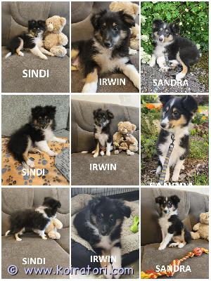 MYYDääN sheltie www.koiratori.com-ilmoitus The kennel is selling tricolor sheltie puppies: 2 girls and 1 boy.born on 21.03.2026.all puppies have cea+/+ parents.the puppies are healthy, outgoing, and positive.all are 100% litter trained.all puppies meet the standard: sindi is closer to the lower standard, irwin is in the middle of the standard, and sandra is closer to the higher standard.sindi is very affectionate, very fluffy, obedient, active, fearless, and finds the positive in everything.sandra is strong, powerful, has excellent body control, is intelligent, obedient, and moderately affectionate.irwin is calm, obedient, and affectionate.ready to go to a new family. Each puppy has an ekl/fci pedigree, a european passport, a microchip, and a sales contract.all vaccinations are up to date!the parents are show dogs and health tested.i have whatsapp and viber.kennel myy tricolor sheltin pentuja: 2 tyttöä ja 1 uros.syntyneet 21. Maaliskuuta 2026.kaikilla pennuilla on cea+/+ vanhemmat.pennut ovat terveitä, ulospäinsuuntautuneita ja positiivisia.kaikki ovat 100 % pentue koulutettuja.kaikki pennut täyttävät rotumääritelmän: sindi on lähempänä alempaa rotumääritelmää, irwin on keskitasoa ja sandra on lähempänä korkeampaa.sindi on erittäin hellä, pörröinen, tottelevainen, aktiivinen, peloton ja löytää positiivista kaikessa.sandra on vahva, voimakas, hänellä on erinomainen ruumiin hallinta, hän on älykäs, tottelevainen ja kohtalaisen hellä.irwin on rauhallinen, tottelevainen ja hellä.valmis muuttamaan uuteen perheeseen. Jokaisella pennulla on ekl/fci-sukupuu, eurooppalainen passi, mikrosiru ja kauppasopimus.kaikki rokotukset ovat voimassa!vanhemmat ovat näyttelykoiria ja terveys tarkastettuja.minulla on whatsapp ja viber.