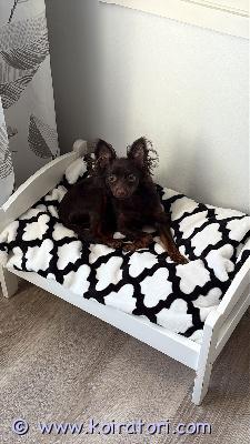 myydään venäjäntoy www.koiratori.com-ilmoitus 7kk ikäinen mimu tyttö etsii rakastavaa kotia.mimu on rokotettu ajantasaisesti ja sirutettu.mimu asuu järvenpäässä, lisätietoja yv.syntynyt 23.11.2025