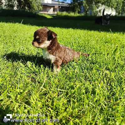 myydään chiuhauha www.koiratori.com-ilmoitus Suloiset pitkäkarvaiset chihuahuan pennut etsivät omia kotejaan 18.5. Syntyneet pitkäkarvaiset chihuahuan pennut ovat nyt varattavissa. Pennut kasvavat rakastavassa kotiympäristössä ja ovat tottuneet normaaleihin kodin ääniin ja arjen touhuihin.pennut ovat luovutusikäisiä viikolla 29, jolloin ne lähtevät uusiin koteihinsa:eläinlääkärin tarkastettuinasirutettuinarokotettuinaetsimme pennuille vastuullisia, turvallisia ja rakastavia koteja, joissa niistä pidetään huolta koko niiden elämän ajan.asumme porissa. harkitse ennen päätöstä että onko aikaa ja taloudellinen tilanne koiran omistamiseen ajankohtaista