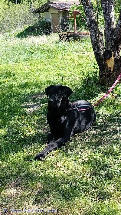 myydään sekarotuinen www.koiratori.com-ilmoitus 9  kuukauden ikäinen sakemanni sharpei mix narttu pentu etsii pysyvää loppu elämän kotia. On rokotettu, ja sirutettu. On myös säännöllisesti madotettu. Koira etsii kotia koska ei hyväksy meidän vanhempaa koiraa. En siis suosittele kuin ainoaksi koiraksi ja ehdottomasti maalle. On tosi hyvä talo vahti koska ilmoittaa vieraat kyllö heti. Kiintyy helposti omaan perheeseensä. Pienten lasten kanssa ei ole ollut mutta vanhemmat lapset on ok. Hihna kävely ok, mutta en osaa sanoa räyhääkö toisille koirille hinnassa. Vaatii koulutusta mutta on pehmeä luonne ja oppii helposti. Tästä aivan ihana perheenjäsen sitä kaipaavalle. Sijaitsee Satakunnassa.