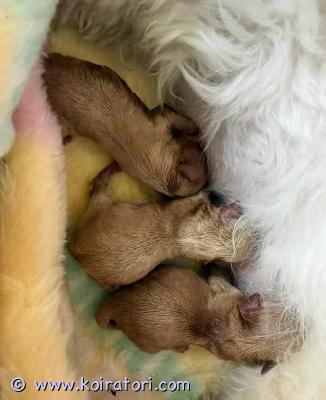 myydään maltipoo www.koiratori.com-ilmoitus Kauniit pennut etsivät loppuelämän kotejaansuloiset pentumme syntyivät 08.05 ja ovat valmiita muuttamaan uusiin koteihinsa 03.07.saatavilla2 narttua2 urostaemä on rakas perhekoiramme, jolla on erinomainen luonne. Isä on terveystarkastettu jalostuskoira, jonka terveystulokset ovat kunnossa.kaikki pennuton rokotettuon madotettu säännöllisestisaavat täydellisen eläinlääkärintarkastuksenmukana pentupaketti, joka sisältääruokaapeiton, jossa on pentueen tuoksulelunkoulutusalustojahoito- ja ruokintaoppaanrokotuskortinpennut kasvavat perheympäristössä ja ovat tottuneet tavallisiin kodin ääniin. Ne ovat hyvin sosiaalistettuja lasten ja muiden koirien kanssa, mikä auttaa niitä kasvamaan itsevarmoiksi ja rakastaviksi seuralaisiksi.etsimme pennuille vastuullisia ja rakastavia loppuelämän koteja.ota rohkeasti yhteyttä, jos sinulla on kysyttävää tai haluat lisää kuvia ja tietoja.