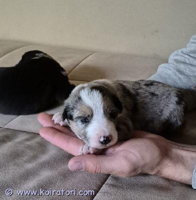 myydään australianpaimenkoiranpennut www.koiratori.com-ilmoitus Australianpaimenkoira mix pennut. Isä puhdas aussi ja emä husky paimen mix. Luovutus seitsemän viikon ikäisestä eteenpäin, 26.07.2026. Vapaana tri color uros ja narttu pentuja sekä blue merle urokset. Pennut madotetaan ohjeiden mukaisesti ja ennen luovutusta eläinlääkärin pentutarkastus jossa saavat sirut. Pentujen emää ja pentuja voit tulla katsomaan sovitusti.varausmaksu 400€merle uroksen hinta 1600€kuljetus onnistuu rovaniemi-helsinki välille.pennun mukana pieni pentupakkaus.