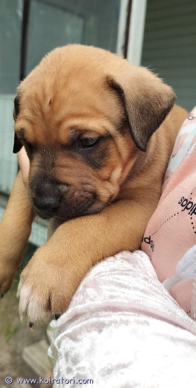myydään rottweilermix www.koiratori.com-ilmoitus Kotia etsii vielä muutama rottweiler mix pentu. Vanhemmat kilttejä kotikoiria. Tottuneet lapsiin ja toisiin koiriin. Luovutus heinäkuun puolessa välissä. Eläinlääkärin tarkastus ennen luovutusta. Luovutetaan vain rodun tuntevaan kotiin, joten kerrothan hieman itsestäsi ja koira kokemuksesta. Kerron mielelläni lisää pennuista. hinta 1200€ varausmaksu 200€, joka vähennetään hinnasta. Varausmaksua ei palauteta, mikäli peruutus tapahtuu ostajan puolelta. 