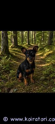 myydään kääpiöpinserimix www.koiratori.com-ilmoitus Uutta kotia etsii 2v leikattu narttu. Painoa 4kg eli pienikokoinen.Tottunut lapsiin ja muihin eläimiin, tulee toimeen kaikkien kanssa.Luonteeltaan ihmisrakas. Sisällä on rauhallinen, mutta ulkona tykkää olla ja on reipas lenkkeilemään. Ei allergioita, eikä muita terveysongelmia.Luopuminen koirasta liittyy omiin terveysongelmiini.