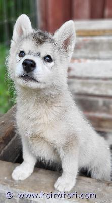 myydään husky www.koiratori.com-ilmoitus Vielä olisi vapaana yksi tyttöpentu joka etsii loppuelämänsä kotia. Tämä suloinen ja ihmisrakas pentu on syntynyt 4.4. Pentu on siruutettu ja pentutarkastettu sekä madotettu säännöllisesti. Molemmat vanhemmat ovat puhdasrotuisia huskeja ja ovat perusterveisiä ja lempeitä. Soveltuu lapsiperheeseen. Toivomme pennulle kotia jossa liikutaan koska rotu tarvii liikuntaa ja aktivitettejä. Ota rohkeasti yhteyttä, kerro minkälaisen elinympäristön pennulle tarjoaisit, niin jutellaan lisää.