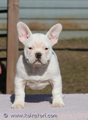 myydään ranskis www.koiratori.com-ilmoitus Kennel( valko venäjä) etsii koti 7 kk ikäsille pojalle. Toimitus on kuun loppussa. Kaikki paperit, ruvi kautta toimitus, tulli maksuja. Kasvattajan sivu https://www.facebook.com/share/14ftgph4w6w/?mibextid=wwxifrVideo/ kuvat wa kautta . Tiktok löytyy.Varsus maksu on , kuljettajan tilille. Yst Olga