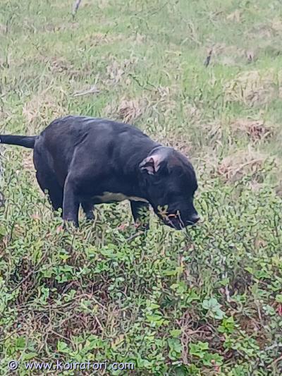 myydään canecorso www.koiratori.com-ilmoitus 6kk vanha cane corso narttu omasta kotikoira pentueesta.tervepäinen ja vilkas mutta itsenäinen.vanhemmat omia terveitä ja tervepäisiä kotikoiria.sirutettu ja eläinlääkärin tarkistama.