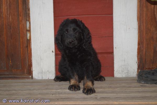 myydään Labradoodlepojat www.koiratori.com-ilmoitus 13.4.2026 Suomessa syntyneet labradoodlen urospennut vailla koteja. Pentujen emä on labradoodle, isä keskikokoinen villakoira, eli pennuissa on 3/4 villakoiraa ja 1/4 labradorinnoutajaa. Pennuista kasvaa arvion mukaan noin 15-18 kilon painoisia. Molemmat vanhemmat ovat todella hyväluonteisia, seurallisia ja helppoja koiria kaikin puolin. Molemmat tulevat mainiosti juttuun niin lasten kuin toisten koirienkin kanssa. Pennut on sosiaalistettu hyvin ja ne osaavat jo tehdä tarpeensa ulos. Eläinlääkäri on tarkastanut ja mikrosiruttanut pennut, minkä lisäksi ne luovutetaan rekisteröityinä ja useaan kertaan madotettuina. Pennut ovat jo valmiita uusiin koteihin sopivien kotien löydyttyä. Pennuille kasvaa trimmattava karva, joka ei irtoa itsestään. Yhdistelmää pidetään allergiaystävällisenä.Pennun hinta on 800 - 1 200 €, josta varausmaksu on 300 €. Varausmaksua ei palauteta ostajan peruessa kaupan. Varaus ei kuitenkaan ole välttämätön, sillä pennut ovat jo luovutusikäisiä. Voit tulla suoraan katsomaan pentua ja päättää nopeastikin, haluatko ottaa pennun mukaan vai et :) Huom! Toisella vapaana olevalla pennulla on purentavika, minkä vuoksi tämä pentu myydään hintaan 800 €.Kasvatustoimintamme on yritysmuotoista, joten turvanasi on kuluttajansuoja. Kotisivuillamme on lisätietoja ja kuvia pennuista sekä tietoa yrityksestämme ja ohjeita pennun varaamiseen.Tervetuloa tutustumaan pentuihin ja vanhempiin!