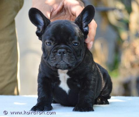 myydään Ranskanbulldoggi  www.koiratori.com-ilmoitus Ihanat ranskanbulldoggipennut etsivät omia kotejaan! Varattavissa on viisi urospentua väreissä: fawn(2), puna/fawn(1) sekä brindle(2). Polvitarkastetuista, hyväluonteisista ja hyvin hengittävistä vanhemmista. Pojat ovat vahvan urosleiman omaavat, maskuliiniset ja rotutyypilliset pennut. Luonteeltaan pennut ovat perus ranskanbulldoggeja, hengittävät hyvin, ovat reippaita, eloisia ja hauskoja - todella sosiaalisia sekä ystävällisiä. Pennut ovat kasvaneet perheen keskellä, kotikasvattajalla. Pennut madotetaan useaan kertaan, sirutetaan, rokotetaan sekä eläinlääkäritarkastetaan kahteen kertaan. Pennut myös rekisteröidään! Pennut luovutetaan 6.8.2026 eteenpäin omien pentureppujensa kera. Lisätietoja saa asiallisesti yhteystietonsa lähettäneet, potentiaaliset ja varmat kotiehdokkaat, joilla on ranskikselle tarjolla se parahin koti sekä talous kunnossa. Kodit valitaan haastattelujen sekä mahdollisten tapaamisten perusteella, joten varaudu kertomaan sinusta/teistä. Ei sijoitukseen, ei osamaksumahdollisuutta.