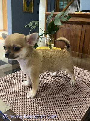 myydään chihuahua www.koiratori.com-ilmoitus Hyvään kotiin saatavilla kaunis lühytkarvainenchihupoika ( ja hänen sisko )synt.28.02.26pennut on rekisteröity, on eu passi, sirutettu,madotettu, rokotettu.asuvat perheen keskella toisien koirien ja yhden kissan kanssa omakotitalossa. Vanhemmat terveystutkittu näyttelykoirat.jos kiinnosta ja on terjolla hyvä ja rakastava koti, kysy lisa.  pojan hinta on 1000 eur ja tyttö 1500 eur