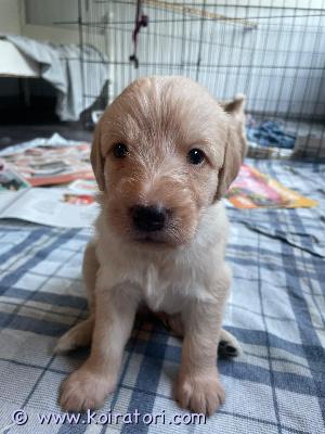 myydään doodle www.koiratori.com-ilmoitus 29.5 syntyneestä pentueesta 3u ja 3n urokset vielä etsivät omia kotejaan. Pentujen emä labradorinnoutaja ja isä on keskikokoinen labradoodle. Pentujen luovutus alkaen 17.7. Pennut kasvavat perheen keskellä tottuen myös toisiin koiriin ja eri ikäisten käsittelyyn. Pennun mukaan saa pienen pentupaketin. Pennut ja emä nähtävillä parkanossa. Varausmaksu pennusta 200 joka vähennetään loppusummasta.