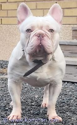 myydään ranskalainenbuldoggi www.koiratori.com-ilmoitus Aikuinen uros ranskanbulldoggi, syntynyt 24. Marraskuuta 2021, platinakermanvärinen, mikrosirutettu ja rokotettu. Täysin terve, ei allergioita tai sairauksia. Ystävällinen muiden eläinten ja lasten kanssa. Muuttuneen tilanteen vuoksi joudumme luopumaan koirasta.