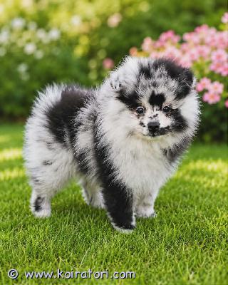 myydään pomeranian www.koiratori.com-ilmoitus Kaunis merlevärinen pomeranianpoika etsii rakastavaa kotia! ikä: 2,5 kuukautta.pentu on käynyt eläinlääkärin tarkastuksessa ja on täysin terve. Sillä on kaikki ikään kuuluvat rokotukset, mikrosiru sekä eläinlääkärin myöntämä lemmikkipassi.pentu on iloinen, aktiivinen, lempeä ja hyvin sosiaalistettu. Se rakastaa leikkiä ja viettää aikaa ihmisten kanssa, joten se sopii erinomaisesti myös lapsiperheeseen. Siitä tulee uskollinen ystävä ja ihana perheenjäsen.pentu on täysin valmis muuttamaan uuteen rakastavaan kotiin ja odottaa innolla omia huolehtivia omistajiaan. 