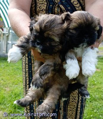 myydään shiapso www.koiratori.com-ilmoitus 21.5.2016 syntyneet valloittavat shih tzun ja lhasa apson risteytyspennut.reippaat ja sosiaaliset. Useasti madotettu, sirutus ja pentutarkastus ensiviikolla ennen uusiin koteihin siirtymistä. Allergiasoimaton rotuyhdistelmä. 3 tyttöä, 2 poikaa. Pieksämäellä. 