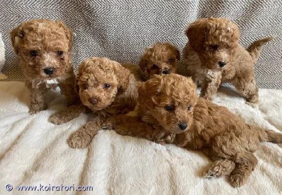 myydään maltipoo www.koiratori.com-ilmoitus Päivityskolme kaunista maltipoo pentua on nyt varattavissa terveestä viiden pennun pentueesta. Pennut ovat valmiita muuttamaan uusiin koteihinsa 10.07.2026 alkaen.syntymäaika: 15.05.2026kiitos, että tutustuit ihanaan pieneen maltipoo pentueeseemme.nämä suloiset nallekarhun näköiset pennut kasvavat ja kehittyvät erinomaisesti. Ne rakastavat leikkiä sisarustensa kanssa, juosta, leikkiä vinkuleluilla sekä viettää aikaa sekä sisällä että ulkona. Pennut ovat tottuneet päivittäiseen rytmiin, johon kuuluu nukkuminen, leikkiminen, häkkiharjoittelu, aitauksessa oleminen sekä sisäsiisteyden opettelu.pennut kasvavat rakastavassa kotiympäristössä ja ovat tottuneet tavallisiin kodin ääniin. Niitä käsitellään ja hellitään päivittäin, mikä auttaa niitä kasvamaan sosiaalisiksi ja itsevarmoiksi sekä tekee siirtymisestä uuteen kotiin mahdollisimman helppoa.maltipoo on pieni, älykäs, seurallinen ja vähäallerginen roturisteytys. Ne eivät yleensä vaihda karvaa, joten ne sopivat hyvin moniin perheisiin ja myös allergikoille. Ne ovat tunnettuja uskollisina seura ja terapiakoirina.emä on pieni maltankoira, joka painaa noin 2 kg ja jolla on kaunis pörröinen turkki. Se on dna testattu ja todettu terveeksi perinnöllisten sairauksien osalta.isä on erittäin pieni villakoira, joka painaa noin 1,3 kg. Sillä on upea kihara turkki ja se on myös dna testattu terveeksi perinnöllisten sairauksien osalta.ennen luovutusta jokainen pentu saaensimmäisen rokotuksenmikrosiruneläinlääkärin terveystarkastuksen ja kirjallisen todistuksenhäkkiharjoittelun kotiin ja automatkoillepentu alustan käytön harjoittelunpussin iams penturuokaavinkulelunpentupeitonmolempien vanhempien dna testitulokset ovat nähtävillä pentuja katsottaessa.jos haluat lisätietoja tai sopia tapaamisen, jätä puhelinnumerosi niin otamme sinuun yhteyttä.huomiovarmistathan, että kaikki perheenjäsenet ovat samaa mieltä uuden pennun hankinnasta ennen yhteydenottoa.vain vakavat tiedustelut, kiitos.