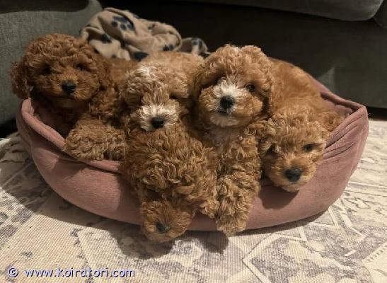 myydään maltipoo www.koiratori.com-ilmoitus Meillä on viisi kaunista maltipoo-pentua, jotka etsivät nyt tulevia kotejaan. Pennut ovat syntyneet 15. Toukokuuta 2026, ja ne kasvavat turvallisessa kodissa luonamme 11. Heinäkuuta 2026 asti.mainittakoon, että omistan vain emon.emo: ella (maltipoo, 4 kg)* näkö tarkastettu* polvilumpion sijoiltaanmenon tutkimus: 0/0* rauhallinen, rakastava ja sosiaalinenisä: matheo (maltipoo, 3 kg)* näkö tarkastettu* polvilumpion sijoiltaanmenon tutkimus: 0/0* hyvä luonnemaltipoo tunnetaan hyvästä luonteestaan, sosiaalisuudestaan ja hellyydenkipeydestään. Pennut ovat tottuneet arjen ääniin ja saavat paljon hellyyttä sekä huomiota.maltipooa pidetään usein vähäallergeenisena rotuna, eikä se juuri karvaa.toivomme, että pennut löytävät hyvät ja pysyvät kodit, ja etsimme vastuullisia omistajia, jotka voivat tarjota niille turvallisen ja rakastavan elämän.ota rohkeasti yhteyttä saadaksesi lisätietoja :)