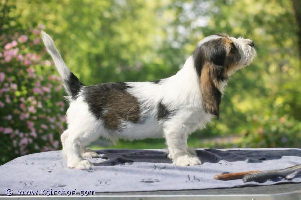 MYYDääN petit basset griffon vendeen www.koiratori.com-ilmoitus 	tämä poika on touhukas ilopilleri, rohkea, sosiaalinen ja utelias tutkimaan maailmaa. Sopii täydellisesti perhekoiraksi, lenkkikaveriksi ja monipuolisiin harrastuksiin. Sukutaulussa on lisäksi voittajia ja erinomaisia peuran ajajia, joten viettiä ja kykyä löytyy. Pentu on kasvanut rakastavassa, rodun tuntevassa koirakodissa, jossa ne on totutettu käsittelyyn ja arjen ääniin. Madotettu 2–4–6 viikon iässä eläinlääkärin tarkastama ja terveeksi toteama. Jos sydämesi sykkii ihanalle, vauhdikkaalle ja ihmisrakkaalle pennulle, kerrothan hieman itsestäsi ja millaiseen kotiin pentu olisi tulossa, mistäpäin olet, miten asut (omakotitalo, rivari, kerrostalo) onko aiempaa koirakokemusta. Ota rohkeasti yhteyttä ensin meilitse, tämä poika sulattaa sydämet!