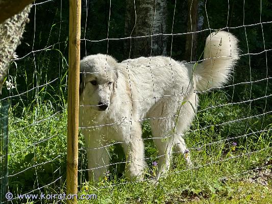 myydään pyreneittenkoira www.koiratori.com-ilmoitus Puhdasrotuinen pyreneittenkoiran narttu pentu etsii uutta kotia.pentu on sirutettu ja pentutarkistettu 12.12.2025 ja madotettu säännöllisesti suositusten mukaan.pentu on syntynyt suomessa 09.11.2025.ensimmäinen rokotus on annettu 12 viikon ikäisenä.pentu on ystävällinen ja seurallinen. Nukkuu yleensä jalkojen vieressä / päällä. On jo sisäsiisti. Tottunut toiseen koiraan ja kissoihin.pentua saa tulla katsomaan ja tutustumaan.yhteydenotot soittamalla, viestillä tai sähköpostilla.