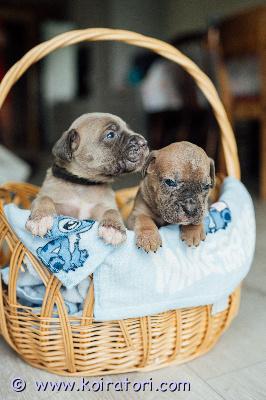 MYYDääN canecorso www.koiratori.com-ilmoitus Kennelissämme syntyi 14.6 pentue,joista vielä varattavissa muutama pentu.vanhemmat terveystutkittuja ja molemmilla huippuluokan kansainväliset näyttelytulokset,sekä täyden 10 luonne.molemmat vanhemmat myös nähtävissä kennelissämme.pennut rekisteröidään eestin kennelliittoon ja luovutushetkellä on ne eläinlääkärin tarkastamat,useasti madotetut ja iänmukaisesti rokotettuja.mukaan kattava pentupaketti,sekä kasvattajan loppuelämän tuki.uudelta kodilta odotamme rodun tuntemusta/tutustumista rotuun ennen hankinta päätöstä.osamaksu mahdollinen.lisätietoja mielellään puhelimitse tai whatsapp +37255628699 (puhun suomea)