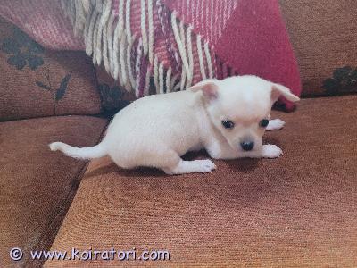 myydään chihuahua www.koiratori.com-ilmoitus Pienet pennut etsivät nyt omia rakastavia ja vastuullisia kotejaan. Pennut ovat syntyneet 29.5. Ja kasvaneet kodin keskellä, tottuneet ihmisiin, käsittelyyn ja arjen ääniin. Ne ovat myös tottuneet kissaan, joten sopeutuminen uuteen kotiin, jossa on kissa, sujuu yleensä hyvin.saatavilla olevat pennut:2 poikapentua – 1300 € / pentu1 poikapentu – 1500 €2 narttupentua – 1700 € / pentupennut ovat tällä hetkellä rokottamattomia, siruttamattomia ja rekisteröimättömiä, koska ovat alle luovutusiän.rokotus, sirutus ja  rekisteröinti tehdään 17.7. Eläinlääkärin toimesta, ja ostaja saa kaikki todistukset mukaan.pennut kasvavat kodin keskellä ja saavat paljon syliaikaa, sosiaalistamista ja huolenpitoa. Ne ovat tottuneet arjen ääniin, käsittelyyn ja myös kissaan. Ruokinta on laadukasta ja ikään sopivaa, ja pennut opetetaan perusasioihin ennen luovutusta. Haluan varmistaa, että jokainen pentu löytää turvallisen, pysyvän ja rakastavan kodin, jossa sen hyvinvointi on etusijalla.varausmaksu:  pennun voi varata etukäteen 200 € varausmaksulla, joka vähennetään loppusummasta luovutuksen yhteydessä.sijainti: Kajaaniyhteydenotot: vain vakavat ostajat. Viestillä tai puhelimitse.