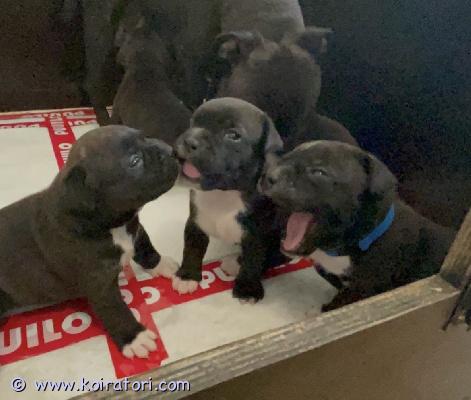 myydään staffordshirenbullterrieri www.koiratori.com-ilmoitus Suomessa syntyneet (10.06.2026) staffordshirenbullterrierin pennut etsivät omaa rakastavaa kotia jossa saavat viettää elämäänsä yhtenä perheenjäsenenä muitten joukossa. Terveystutkituista ja hyväluonteisista vanhemmista. Pennut sirutetaan terveystarkastetaan,madotetaan useasti ja luovutetaan rekisteröitynä suomen kennelliittoon aikaisintaan 7vko iässä (29.7.2026) pentupaketin kera.ensimmäinen penturokotus kuuluu uudelle omistajalle. (12vko iässä.)hinta 2000e. Varausmaksu 350e joka vähennetään loppusummasta pentua noudettaessa. Soita tai kerro kattavasti s-postilla/tekstiviestillä minkälainen koti sinulla olisi tarjota uudelle perheenjäsenelle. :) -truedreamteam
