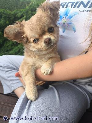 myydään chihuahua www.koiratori.com-ilmoitus Erittäin suloinen, rohkea, pitkäkarvainen chihuahua-uros etsii lemmikkikotia. syntynyt 12.04.2026. eu-passi, fci-sukutaulu, rokotettu.lisätietoja saat lähettämällä yksityisviestin facebook-sivulle: kennel triangel joy.