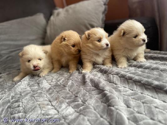 myydään pomeranian www.koiratori.com-ilmoitus Ihana leki ja helma ovat saaneet neljä kaunista pomeranianpentua. Pennut syntyivät 17.05.2026 ja ovat luovutettavissa 20.07.2026 alkaen.molemmat vanhemmat on testattu perusteellisesti (polvilumpio/polviluun röntgenkuvat/polvilumpio tarkastettu ja silmät valottomat).ennen toimitusta/noutoa pennut on eläinlääkärin tarkastama, sirutettu, madotettu ja rokotettu.käymme huolellisesti läpi kaiken syömisestä ja wc-rutiineista unitarpeisiin, leikkiin, rentoutumisharjoitteluun, käsittelyyn ja turkinhoitoon.voit lähettää minulle viestin, jossa kerrot hieman itsestäsi.