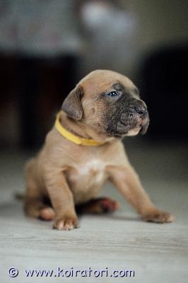 MYYDääN canecorso www.koiratori.com-ilmoitus Kennelissämme syntyi 14.6 pentue,joista vielä varattavissa muutama pentu.vanhemmat terveystutkittuja ja molemmilla huippuluokan kansainväliset näyttelytulokset,sekä täyden 10 luonne.molemmat vanhemmat myös nähtävissä kennelissämme.pennut rekisteröidään eestin kennelliittoon ja luovutushetkellä on ne eläinlääkärin tarkastamat,useasti madotetut ja iänmukaisesti rokotettuja.mukaan kattava pentupaketti,sekä kasvattajan loppuelämän tuki.uudelta kodilta odotamme rodun tuntemusta/tutustumista rotuun ennen hankinta päätöstä.osamaksu mahdollinen.lisätietoja mielellään puhelimitse tai whatsapp +37255628699 (puhun suomea)