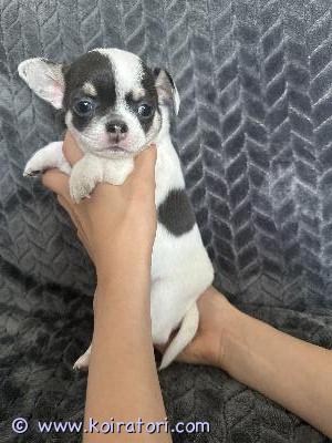 myydään chihuahua www.koiratori.com-ilmoitus Myydään 2.6.2026 syntynyt chihuahuan narttupentu Reipas ja iloinen veijari. Elää lapsiperheen arkea. Molemmat vanhemmat nähtävillä. Myydään eläinlääkärin tarkastamana, sirutettuna ja madotettuna useaan kertaan. Kerrothan kodistasi. kasvattaja Niina Kivimäkip 0452317795paljon kuvia ja videoita saatavilla.kulkeutuu tarvittaessa helsinkiinpäin heinä/elokuun vaihteessa.