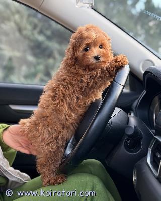 myydään maltipoo-pentuja www.koiratori.com-ilmoitus Meillä on maltipoo-pentuja, uros ja naaras. Niin lempeitä ja hellyydenkipeitä. Minulla on jäljellä kaksi. Tämä on loistava rotu lapsiperheille. Ne ovat erittäin helppoja kouluttaa ja innokkaita miellyttämään. Pennut ovat nyt valmiita muuttamaan uusiin koteihin, koska ne ovat juuri saaneet ensimmäiset rokotuksensa ja madotuksemme. Ne ovat ystävällisiä leikkimään lasten ja muiden lemmikkien kanssa. Kaikki ovat rokotettuja. Ota yhteyttä vain sähköpostitse.
