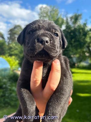myydään canecorso www.koiratori.com-ilmoitus Cane corso -pentujavarattavissa on vielä muutamia cane corso -pentuja.kennel nordicshadowissa syntyi 16.6.2026 odotettu cane corso -pentue, jossa on yhteensä 9 pentua – 5 urosta ja 4 narttua.pennut kasvavat rakastavassa kotiympäristössä osana perhettämme. Ne tottuvat jo varhain kodin ääniin, ihmisiin sekä päivittäiseen käsittelyyn. Tavoitteemme on kasvattaa tasapainoisia, sosiaalisia ja hyväluonteisia cane corsoja, jotka soveltuvat erinomaisesti perhekoiriksi.vanhemmaturos:ulisse castrignano est-01027/25narttu:aquila dorata bromelia est-01028/25pennut ovat valmiita muuttamaan uusiin koteihinsa 12.8.2026 alkaen, jolloin ne ovat 8 viikon ikäisiä. Pennut luovutetaan ainoastaan vastuullisiin, rakastaviin ja pysyviin koteihin.ennen luovutusta pennut:tarkastetaan eläinlääkärin toimestamadotetaan eläinlääkärin suositusten mukaisestitunnistusmerkitään mikrosirullasaavat eu-lemmikkieläinpassinrekisteröidään fci/ekl-rekisteriin ja luovutetaan virallisen rekisteritodistuksen (sukutaulun) kanssapennun mukana saat:laadukasta penturuokaalelunpeiton tai alustan, jossa on pennulle tuttu tuoksupennun hoito- ja kasvatusohjeetkasvattajan elinikäisen tuen ja neuvonnanjos harkitset vakavasti cane corso -pennun hankintaa ja voit tarjota sille turvallisen, rakastavan ja vastuullisen kodin, ota rohkeasti yhteyttä. Kerromme mielellämme lisää pentueesta, vanhemmista ja rodusta sekä autamme arvioimaan, sopiiko cane corso juuri sinulle ja perheellesi.osamaksu on mahdollista järjestää sopimuksen mukaan.yhteystiedot:käthy suuderkennel nordicshadowsähköposti: gathy66@hotmail.compyydämme ottamaan yhteyttä vain, mikäli kiinnostuksesi on vakava.pennut voidaan toimittaa kaikkialle suomeen sekä muihin eu-maihin.