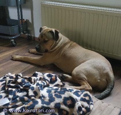 myydään amstaffi/pitbull/rotikka www.koiratori.com-ilmoitus Kotia etsii 30.10.-25 syntynyt tyttö.on madotettu säännöllisesti, eläinlääkärin tarkastama (pentutarkastus) ja sirutettu. ei mitään allergioita ja muutenkin kaikki ruokainen. emo: amstaffi/pitbull ja isä: amstaffi/rotikka.todella kiltti kaikkia kohtaan, tulee toimeen muiden koirien kanssa hyvin. Ei kokemusta muista eläimistä. kynsien leikkuu välillä menee leikkimiseksi mutta antaa leikata kuitenkin. lenkillä kulkee hyvin, välillä alku lenkistä vetää mutta muuten ei. asuu tällä hetkellä kerrostalossa, eikä ole ongelmia, saattaa välillä haukahtaa jos käytävästä kuuluu enemmän melua mutta ei kuitenkaan hauku koko ajan kaikille äänillä. pysyy vapaana pihassa yksin mutta toisen koiran kanssa lähtee helposti pidemmälle seikkailemaan. kerro millainen koti sinulla olisi tarjota neidille. heinolassa/hinta 700€