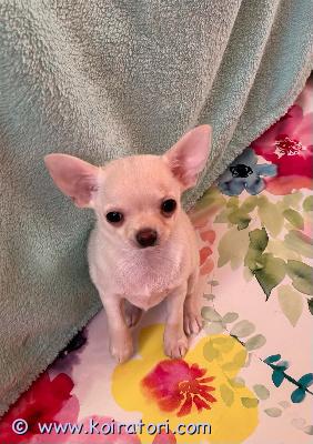 MYYDääN chihuahua www.koiratori.com-ilmoitus Rakkaudella kasvatetut chihuahuan pennut - 1 pitkäkarvainen naaras ja 1 lyhytkarvainen uros etsivät kotia. Syntyneet 20. Toukokuuta 2026. Ne kasvavat rakastavassa ympäristössä ja ovat tottuneet muihin koiriin, ja ne voivat muuttaa uuteen kotiinsa elokuun puolivälissä.etsin pennuille vastuullista ja rakastavaa kotia, jossa ne voivat elää turvallista ja hyvää elämää perheenjäseninä.pennun mukana tulee rotutodistus, eu.passi sekä ruokinta- ja hoito-ohjeet. Ne on eläinlääkärin tarkastama, mikrosirutettu ja rokotettu.jos olet kiinnostunut tai haluat lisätietoja pennuista, kirjoita minulle sähköpostia.