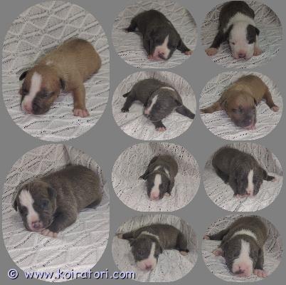 myydään americanbully www.koiratori.com-ilmoitus Omia loppuelämän koteja etsii 6 uros ja 4 narttu pentua . pennut ovat syntyneet 14.07.2026 eli saavuttavat luovutusiän syyskuun puolella. pennut luovutetaan uusiin koteihin terveystarkastettuna , useasti madotettuna , fix- rekisteriin rekisteröitynä sekä pentupaketin kera .pennut tottuvat normaaleihin kodin ääniin , käsittelyyn (kynsien leikkuu jne) sekä lapsiin . varausmaksu 150€ . pentujen emä dior on paperillinen xl bully noin 35kg . dior on tervepäinen, tottelevainen ja nopea oppimaan sekä helposti motivoitava . lempeästä luonteesta huolimatta myössuojeluviettiä löytyy .tulee toimeen muiden koirien kanssa . uros koira on xl bully mix noin 40kg . Tervepäinen sekä ystävällinen . Tulee toimeen muiden koirien kanssa sujuvasti . pennuille etsitään koteja, joissa tietoa vahvemmista roduista . varmasti jäi jotain kertomatta joten vastaan mielelläni lisäkysymyksiin pennuista :) !